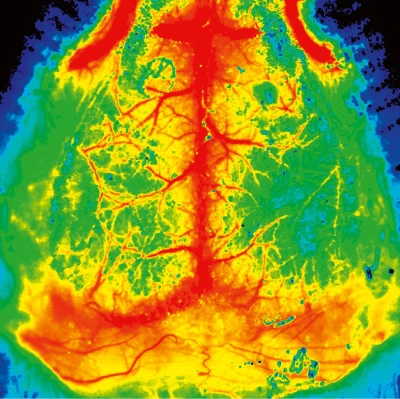 picture pericam psi mouse brain